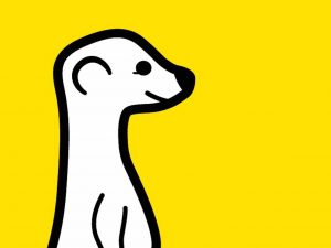 meerkat